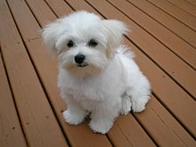 Maltese_puppy.jpeg.jpeg